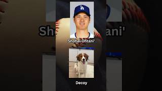 Shohei Ohtanis Dog Decoy The Most Adorable First Pitch ShoheiOhtani Decoy Dodgers DogLovers [upl. by Adaliah368]