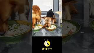 Freshpet Dog Food Review 2024 🐶 shorts dogs puppy puppies funny dog review [upl. by Hseham]