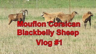 Mouflon Blackbelly Vlog 1 [upl. by Ati793]