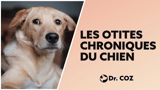 Mon chien ne guérit pas de son otite Pourquoi   Dr COZ [upl. by Ettezel]