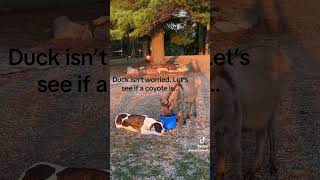 Donkeys kill coyotes… or do they duckholiday rickybobby weavethecoyote minidonkey timmc1269u [upl. by Aihsyn862]