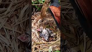 Greater coucal bird tries to bite a mouse in the nest2 [upl. by Amati36]