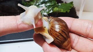 달팽이와 친구가 되는 과정 The process of making friends with snails [upl. by Stuppy]