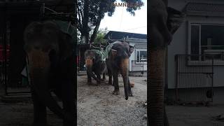 Hathi mera sathi elephant babyelephant hathi two song animals mercydiv [upl. by Candida]