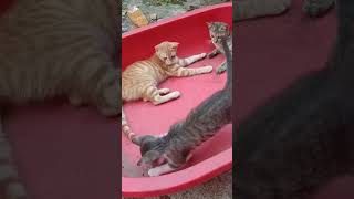 Cat and Rat Funny Video funny pets cute [upl. by Ylrbmik]