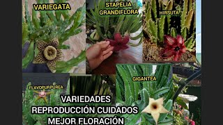 STAPELIA 🍃ESQUEJES CUIDADOS VARIEDADES Y OBTENER UNA BUENA FLORACIÓN😍🍁 [upl. by Fortin]