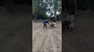 Bandog pup 9 months old gradually learning the ropes [upl. by Lewis654]