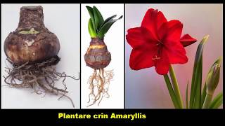 Plantare crin Amaryllis si Fritillaria Imperialis [upl. by Aleik]