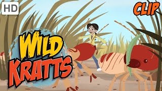 Wild Kratts  Carried Away by Termites [upl. by Thgiwed]