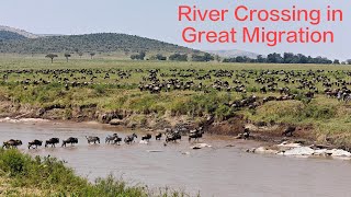 Africa  The Great Migration  River Crossing at Masai Mara [upl. by Aihset755]