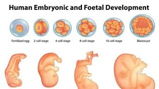 HUMAN EMBRYONIC AND FOETAL DEVELOPMENT [upl. by Otsuaf]