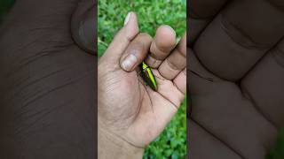 The largest shiny beetle I have over found of its kind insects nature beautifulinsects [upl. by Wey]