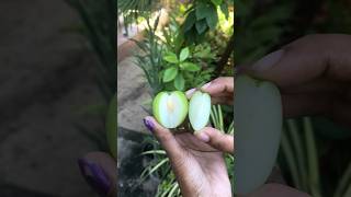 🍏Apple ber🍏 harvesting homegarden gardening apple harvesting ytshorts shorts sweet [upl. by Camel]