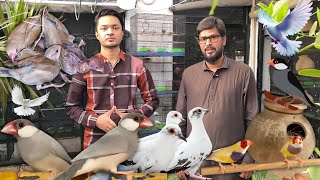 Java Sparrow Gouldian Finch amp Pied Dove Colony Setup – Adnan Bhai Collection [upl. by Peters]