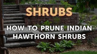 How to Prune Indian Hawthorn Shrubs [upl. by Atinyl145]