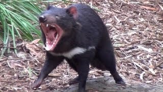 The wild Tasmanian Devil [upl. by Euqinahc927]