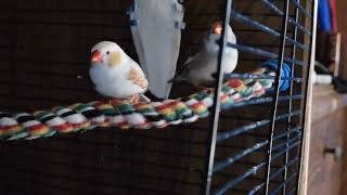 Zebra Finch Mating call Official VideoHDmp4 [upl. by Aikel]