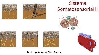 Sistema Somatosensiorial II [upl. by Ybok26]