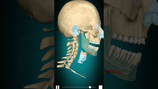 Geniohyoid muscle Action amp mandible depression [upl. by Anawyt]