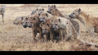 Animalia Survival Gameplay  Hyena First Look  Hyena Clans [upl. by Akyeluz]