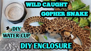 DIY Enclosure set up  Gopher Snake amp More [upl. by Deedee]