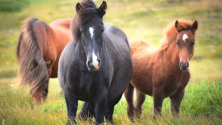 Música Piano Relajante Para Calmar la Mente Anti Estres Video de la Naturaleza  Caballos Salvajes [upl. by Alarise]