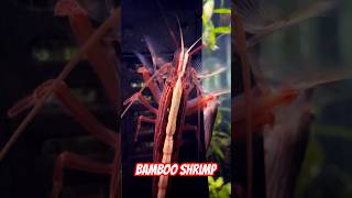 Bamboo Shrimp in 400 Gallon Community Aquarium [upl. by Euqinamod835]