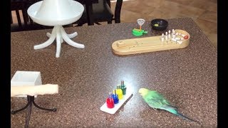 Amazing Tricks By Talented Budgie Parakeet [upl. by Yetty]