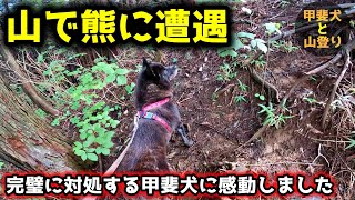 山登りで熊に遭遇！甲斐犬の対処方法が完璧すぎて感動しました【甲斐犬と登山：御岳山編 第４話】 [upl. by Evania]