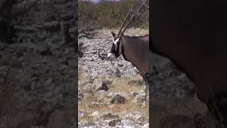 Oryx and Guinea fowls in line Etosha National Park Namibia [upl. by Crespi]