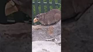 A CUTE DASSIE ROCK HYRAX HERMANUS SOUTH AFRICA whalewatching caverestaurant [upl. by Idham437]