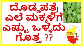 Health Benefits of Indian BorageKarpuravalliKannada Sanjeevani [upl. by Giuliana]