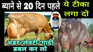 गाय भैंस के बयान से 20 दिन पहले पे टीका लगा दो Udder अडरलेबटीगादीदूध डबल करे Vet Udder growth [upl. by Tal837]