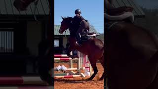 Tried a different bit for our lesson He loved it a lot Oscar is just 🥰🥰 [upl. by Earaj100]