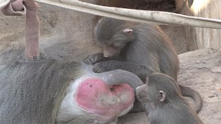 The Hamadryas Baboon  Papion Sagrado [upl. by Iosep]