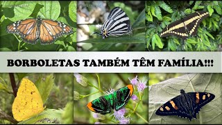 As borboletas também têm famílias [upl. by Hamnet977]