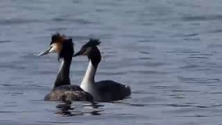 Great Crested Grebes at Linlithgow Loch 4KUHD [upl. by Adnolrehs434]