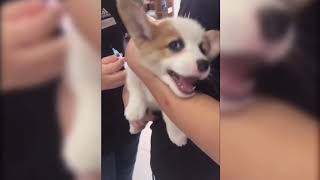 Dogs crying screaming at the vet try not to laugh [upl. by Eleets]