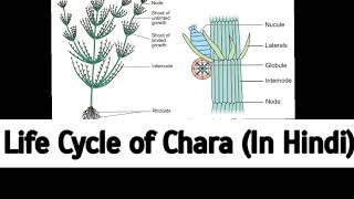 Life Cycle of Chara in Hindi Algae  Chara for BSc 1st Year with Diagram [upl. by Honoria789]