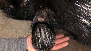 Baby Porcupine Newborn to 1 Week Old [upl. by Web]