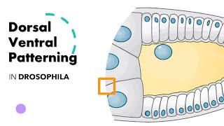 DORSAL VENTRAL PATTERNING IN DROSOPHILA ANIMATION [upl. by Narf200]