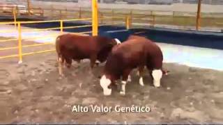 Video Institucional del Centro de Producción Agropecuaria [upl. by Weinert347]