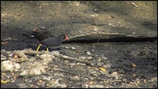 Moorhen Gallinula chloropus chloropus [upl. by Hay]