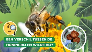 Daar ben ik BIJ De wilde bij als inspiratie voor een heerlijke fruitmuffin 🍯🐝 [upl. by Ennaj]