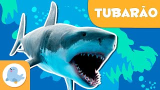 O tubarão 🦈 Animais para crianças 🌊 Episódio 8 [upl. by Hsemin747]