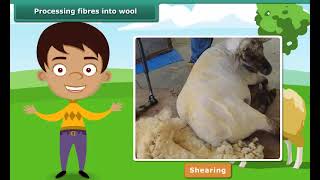 Processing fibres into wool  Class 7  Science [upl. by Favianus]