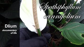 Spathe flower Spathiphyllum cannifolium  part 1 [upl. by Clea]