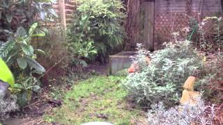 Foxes Mating  Very Rare Footage  Fascinating to watch ©BM2013 [upl. by Nevarc617]