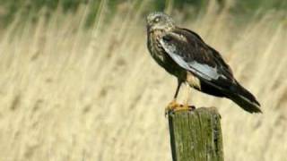 Bruine Kiekendief  Circus aeruginosus  Marsh Harrier [upl. by Keryt]