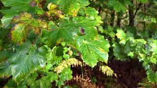 Autumn in the Delamere Forest [upl. by Royall]